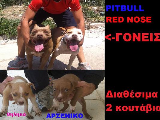 PoulaTo: Πωλούνται Pitbull Πιτμπουλ Red Nose 150 ευρώ